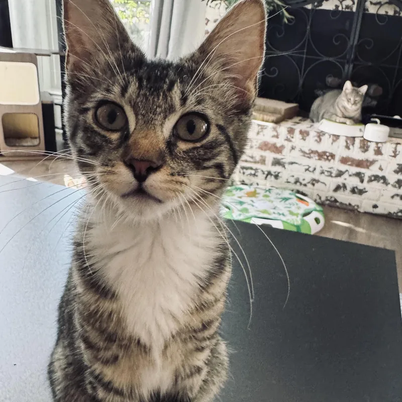 A baby small-sized female Tabby (Brown / Chocolate) Domestic Short Hair cat named Pancake for adoption in Fort Worth, TX