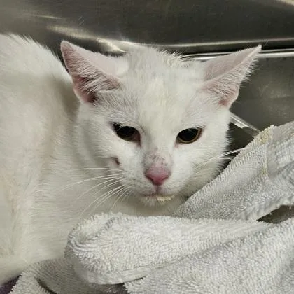An adult small-sized female Domestic Short Hair cat named Pearl for adoption in Scotia, NY