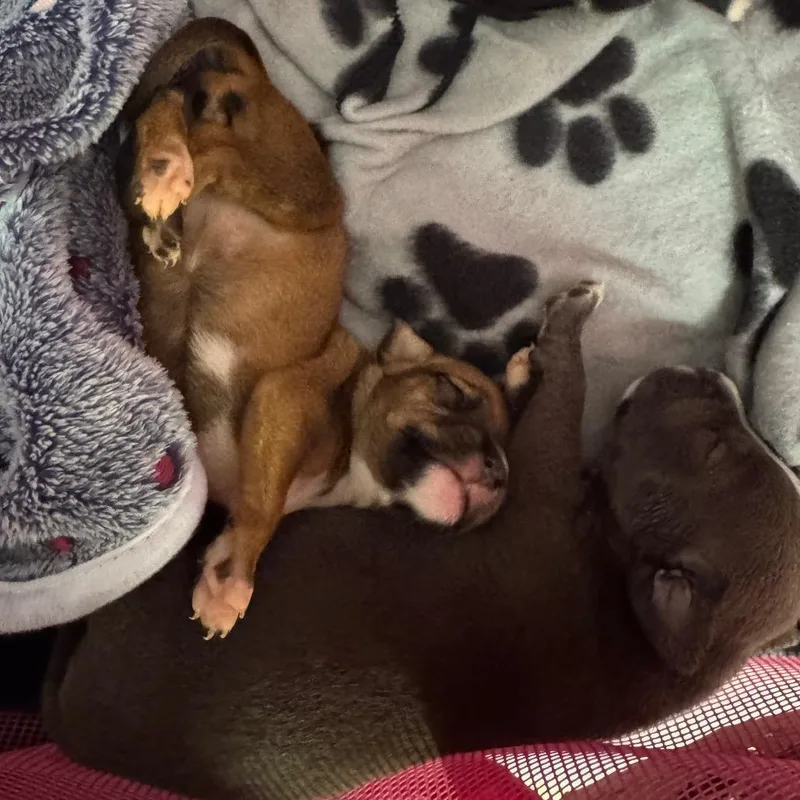 A baby medium-sized female Black Pit Bull Terrier dog named Aviatrix for adoption in Port Richey, FL