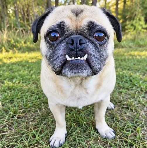 An adult small-sized male Yellow / Tan / Blond / Fawn Pug dog named Popcorn for adoption in Foley, AL