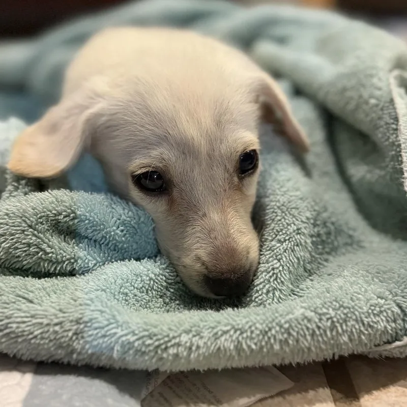 Georgie