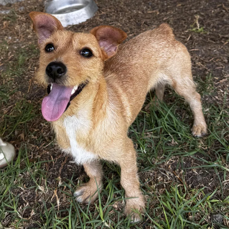 A young small-sized female Golden Wirehaired Dachshund dog named Siena for adoption in Manvel, TX