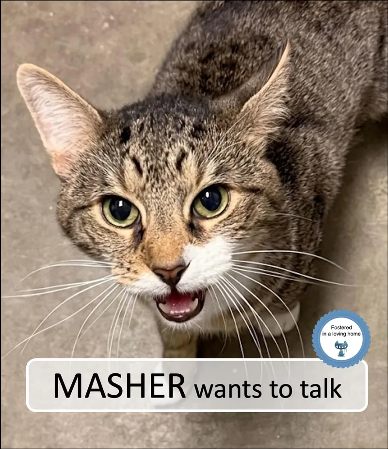 Masher
