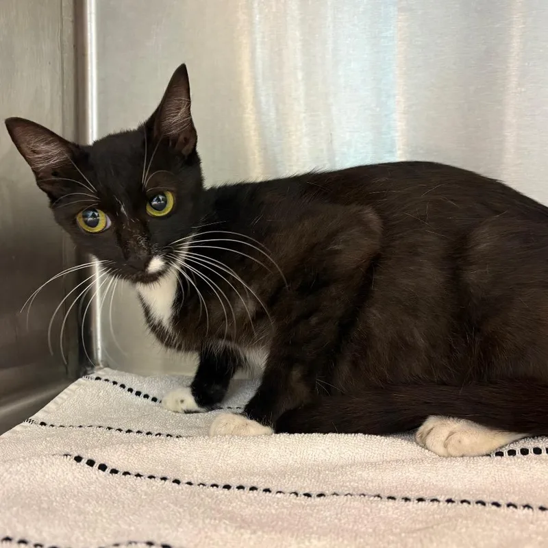 An adult medium-sized female Black Domestic Short Hair cat named Lexi for adoption in Englewood, FL