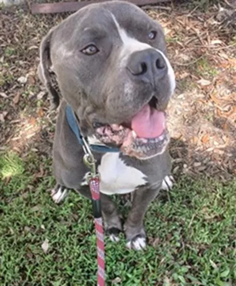 An adult large-sized male American Staffordshire Terrier dog named Gordo for adoption in Fort Lauderdale, FL