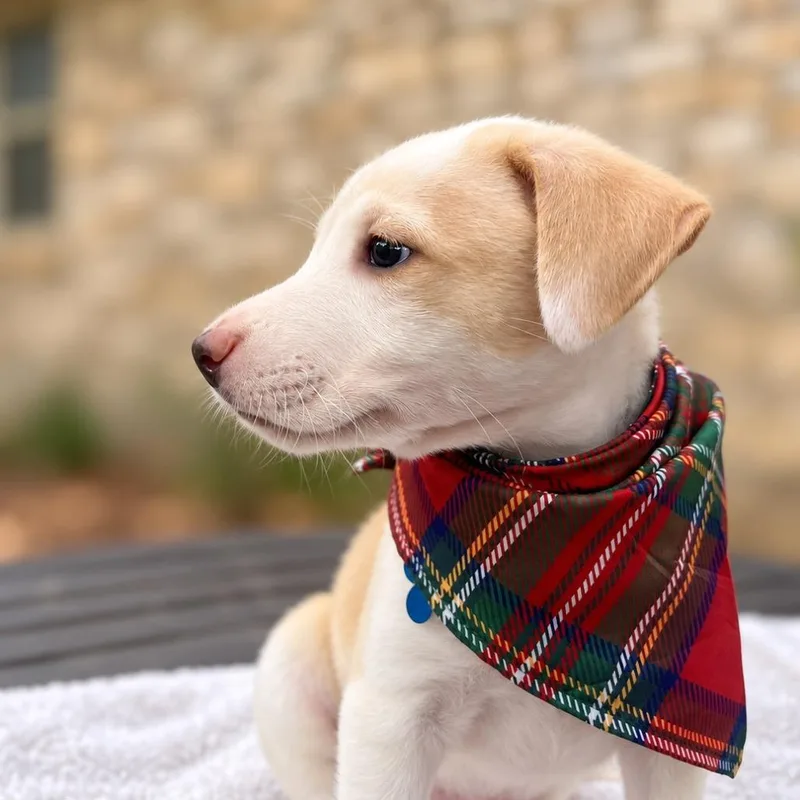 A baby small-sized male White / Cream Retriever dog named FrankNFurter for adoption in Boerne, TX