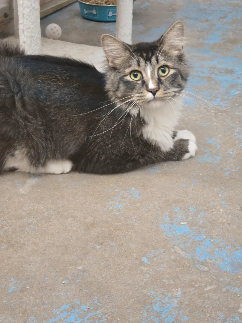 An adult medium-sized male Tabby (Gray / Blue / Silver) Domestic Long Hair cat named Vhagar for adoption in Nogales, AZ