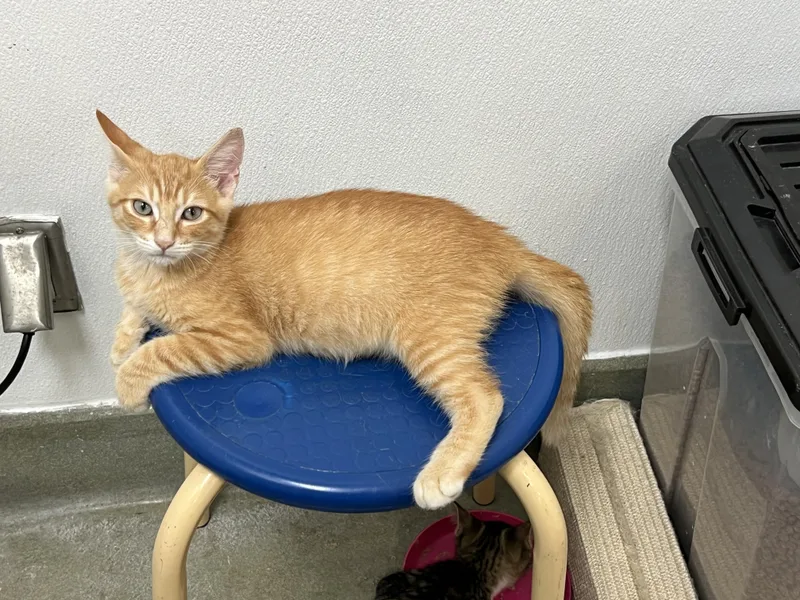 A baby medium-sized male Orange / Red Domestic Short Hair cat named Cheeze It for adoption in Palmetto, FL
