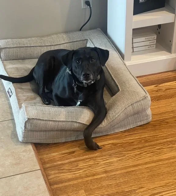 An adult large-sized male Black Labrador Retriever dog named Nash for adoption in Manhasset, NY