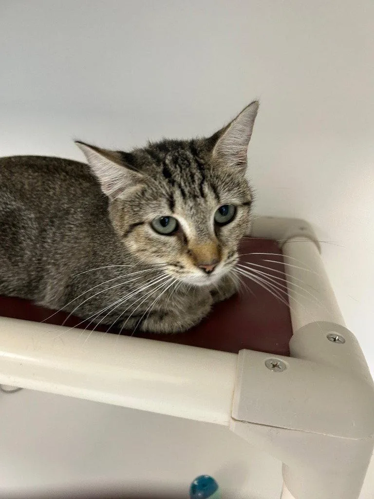 An adult small-sized female Domestic Short Hair cat named Luna for adoption in Tarboro, NC