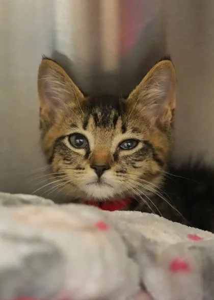A baby small-sized male Domestic Short Hair cat named Lloyd for adoption in Aiken, SC