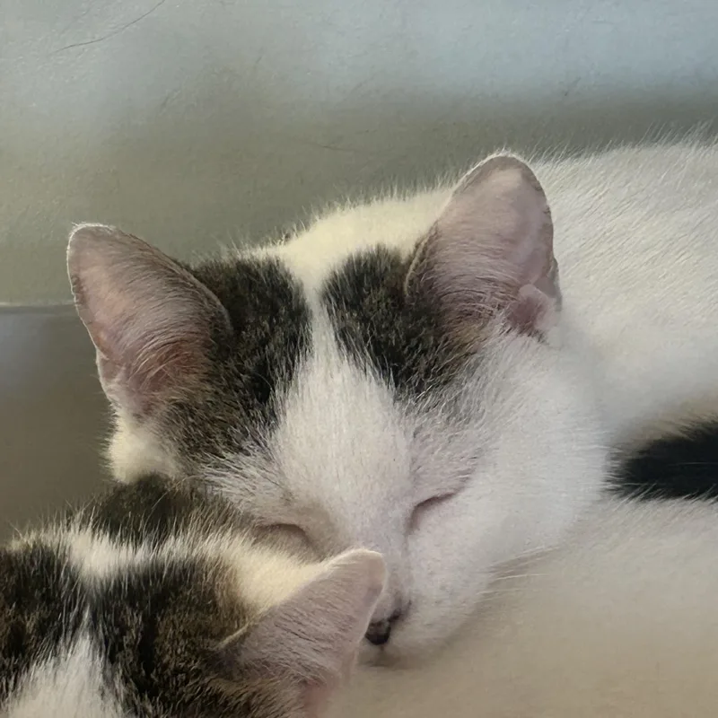 Snowflake thumbnail 2