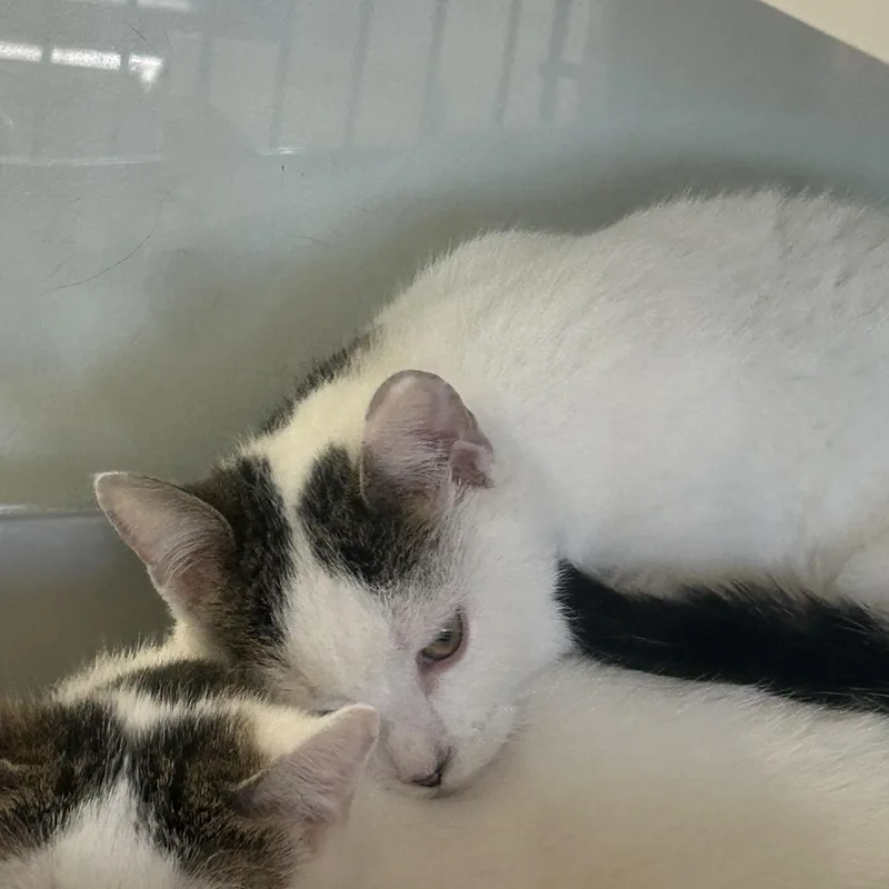 Snowflake thumbnail 3