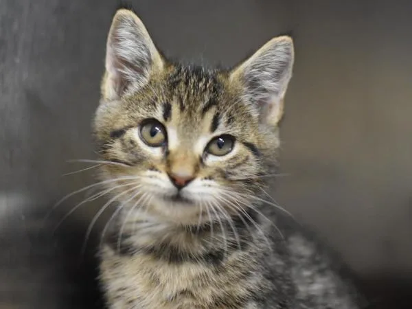A baby small-sized female Domestic Short Hair cat named Pinkie Pie for adoption in Portland, OR