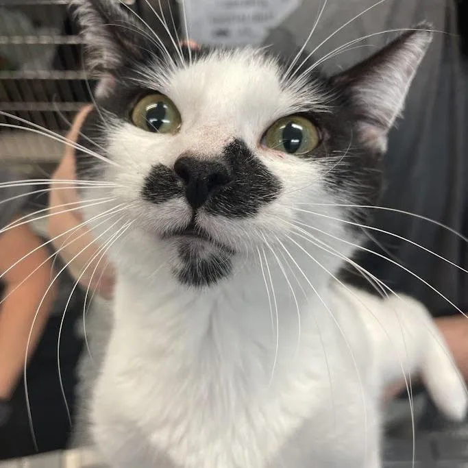 An adult medium-sized female White Domestic Short Hair cat named Pita for adoption in Port Charlotte, FL