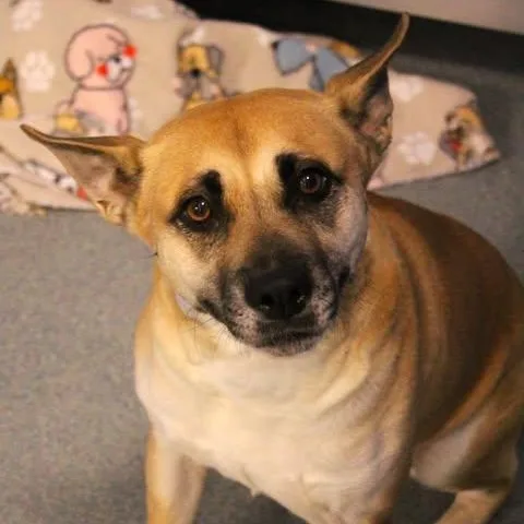 An adult medium-sized female Yellow / Tan / Blond / Fawn Labrador Retriever dog named Denali for adoption in Fredericksburg, VA