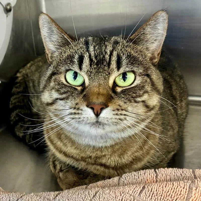 A senior small-sized female Domestic Short Hair cat named Piper TC for adoption in Natick, MA