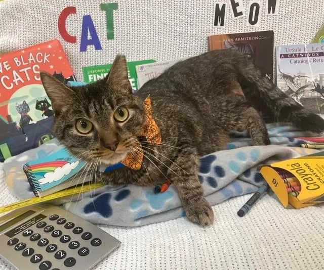 An adult small-sized male Domestic Short Hair cat named Stevie for adoption in Upper Marlboro, MD