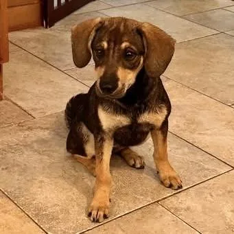 A baby medium-sized female Mixed Breed dog named Shiloh for adoption in Pittstown, NJ