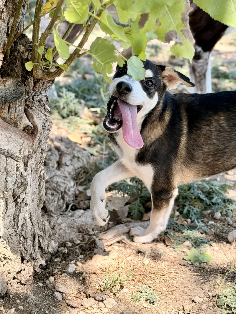 A young small-sized female Mixed Breed dog named Tanana for adoption in Kempner, TX