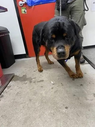 A senior large-sized male Mixed Breed dog named Bear for adoption in West Chester, PA