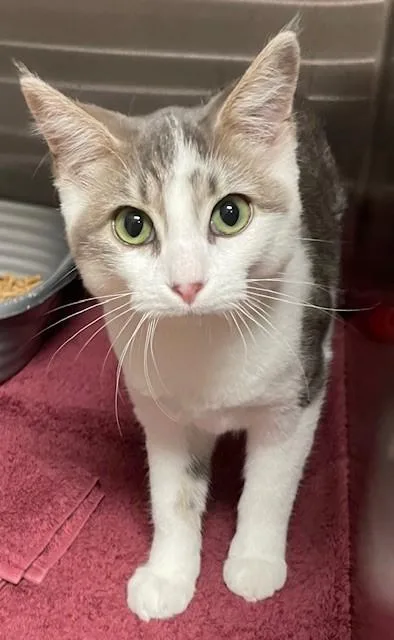 A young medium-sized male Domestic Short Hair cat named Findley for adoption in Prudenville, MI