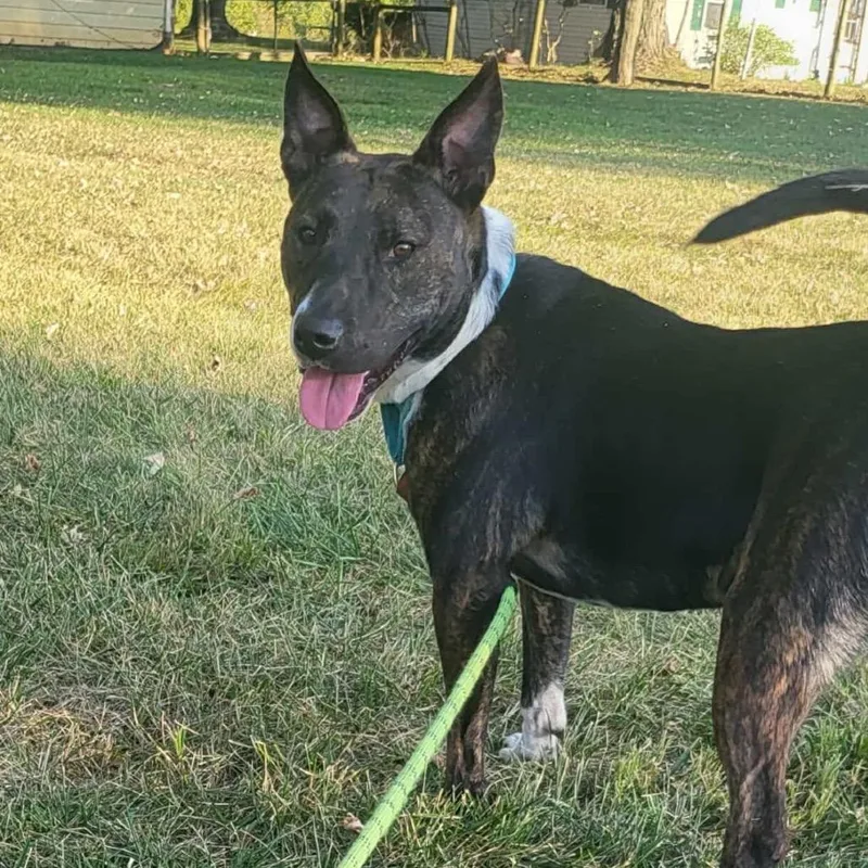 An adult medium-sized male Brindle Pit Bull Terrier dog named Gunner for adoption in Farmersville, OH