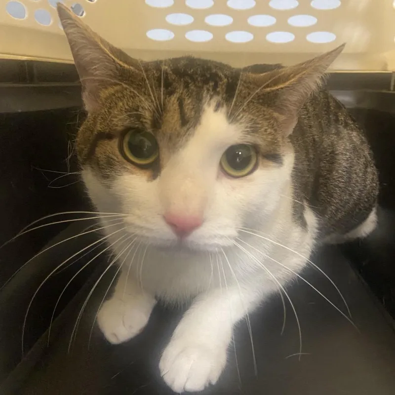 An adult large-sized male Domestic Short Hair cat named Reggie for adoption in Allentown, PA