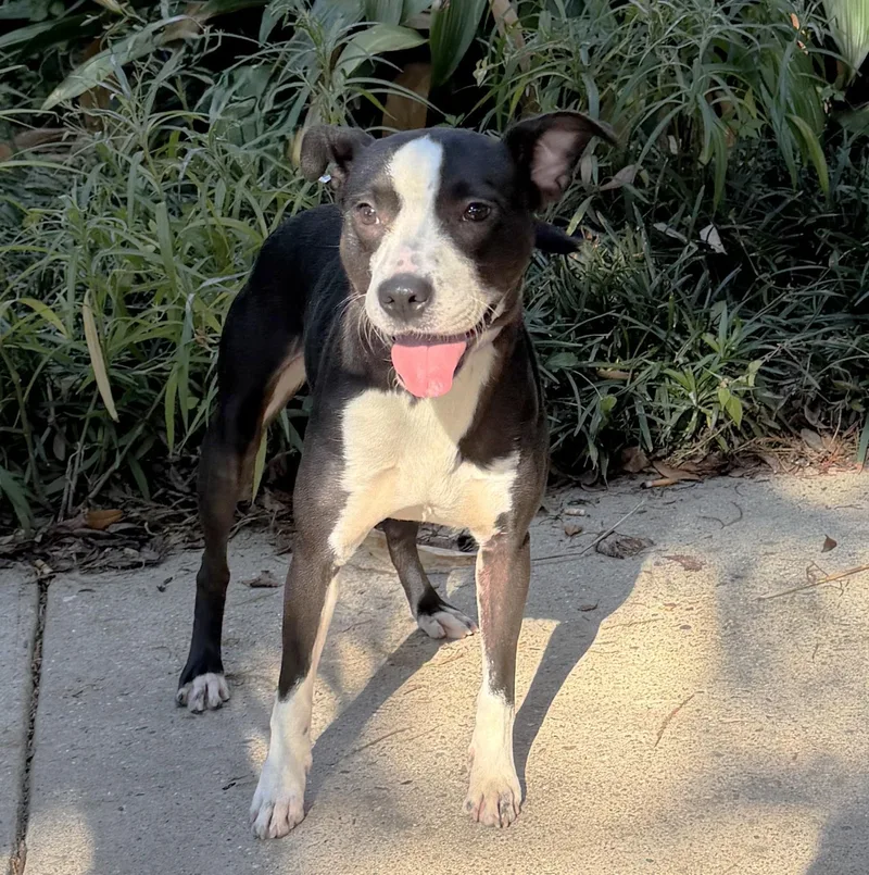 A young medium-sized female Black Terrier dog named Meadow for adoption in Slidell, LA