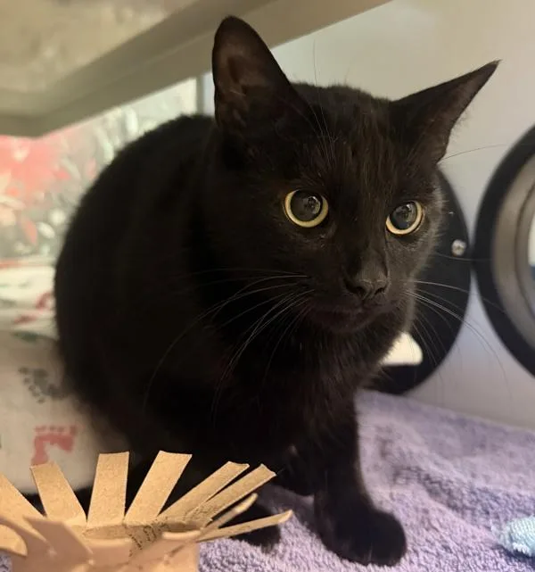 An adult medium-sized female Domestic Short Hair cat named Lily for adoption in Escondido, CA