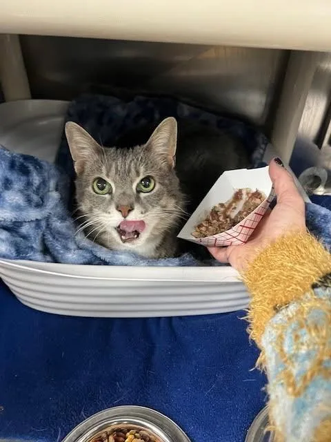 A young medium-sized female Gray / Blue / Silver Domestic Short Hair cat named Dolly for adoption in Rock Spring, GA