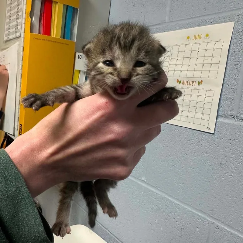A baby small-sized female Brown / Chocolate Domestic Medium Hair cat named Pavlova for adoption in DeKalb, IL