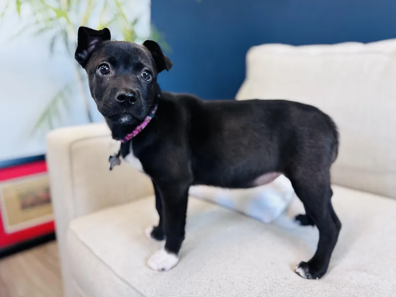 A baby medium-sized female Retriever dog named Peggy for adoption in Palatine, IL