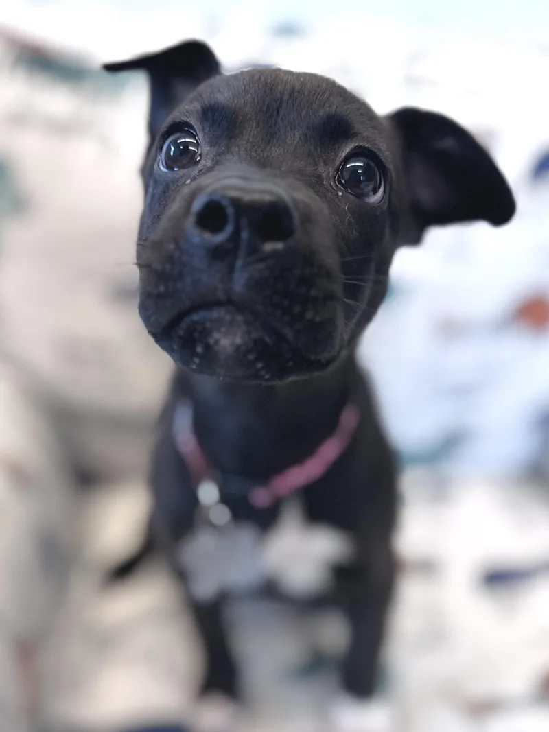 Peggy thumbnail 4