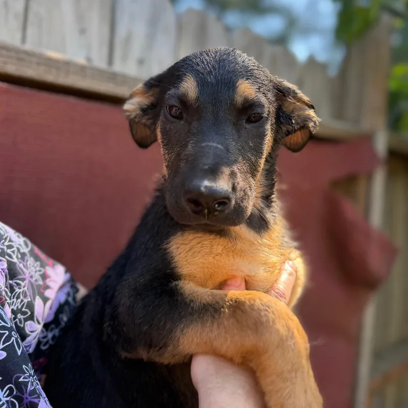Puppy