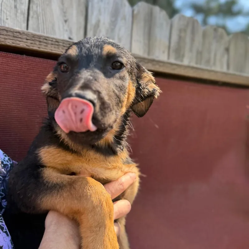 Puppy thumbnail 2