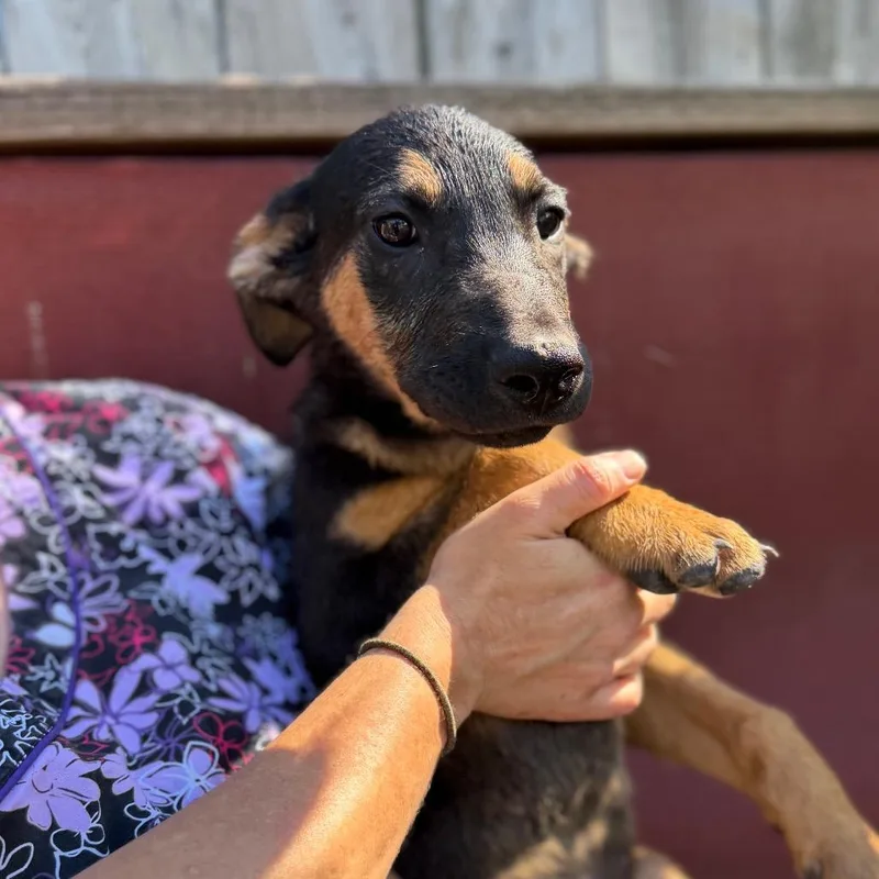 Puppy thumbnail 3