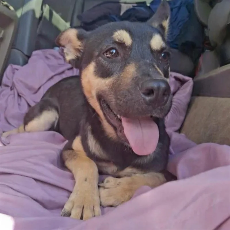 A baby medium-sized female German Shepherd Dog dog named Jacklyn for adoption in Hillsborough, NJ