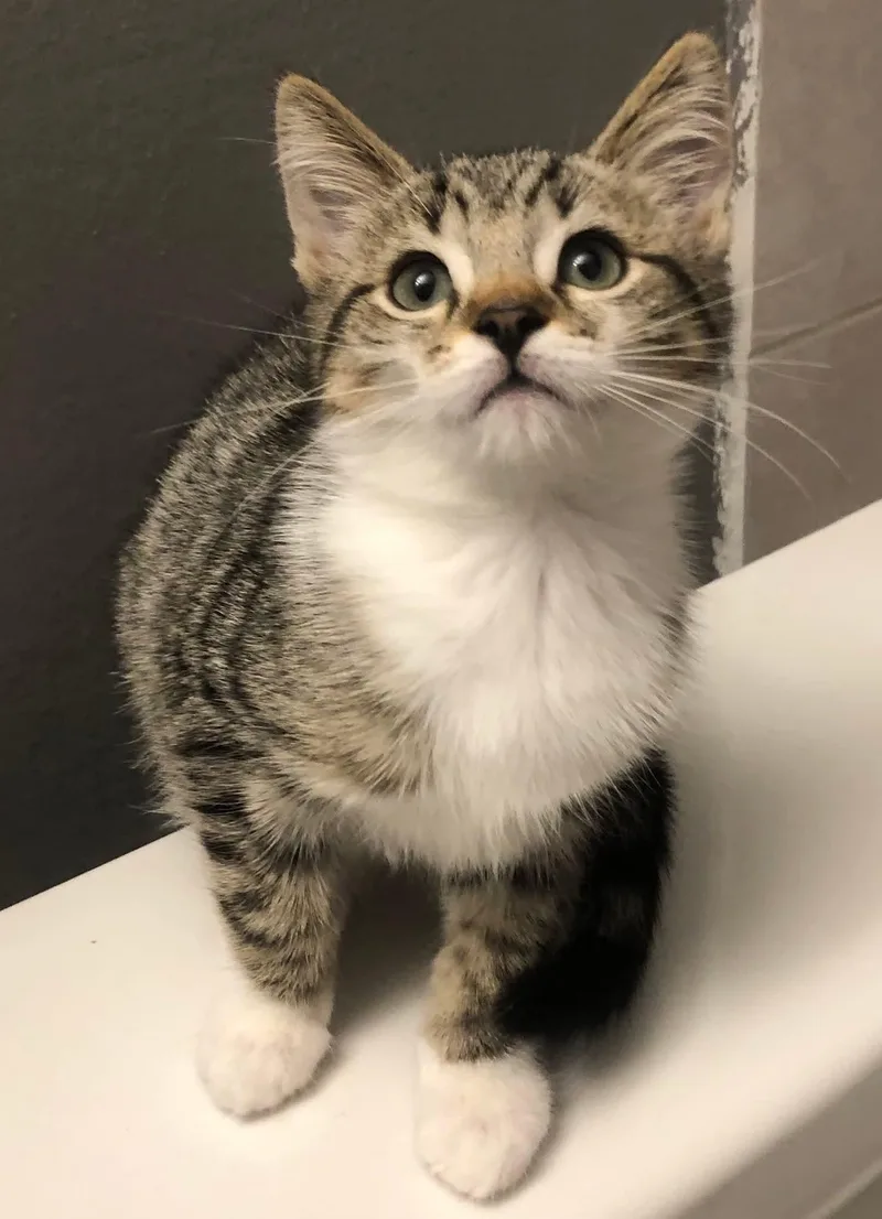 A baby medium-sized female Domestic Short Hair cat named Maizey for adoption in Johnsburg, IL