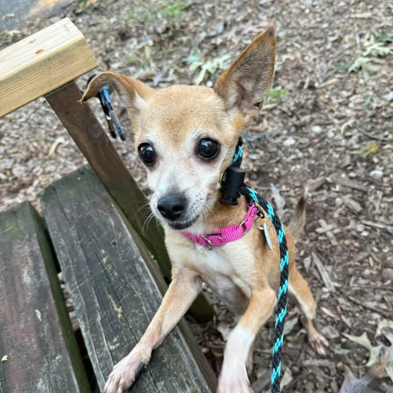 A senior small-sized female Chihuahua dog named Pearl for adoption in Severn, MD