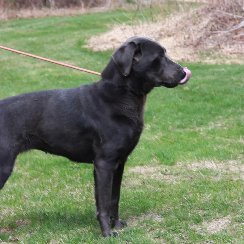 An adult large-sized female Gray / Blue / Silver Labrador Retriever dog named Ct Bella for adoption in Stormville, NY