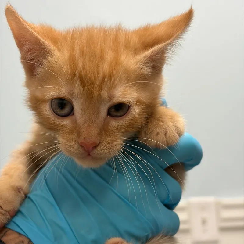 A baby small-sized male Orange / Red Domestic Short Hair cat named Peanut for adoption in Greensboro, GA