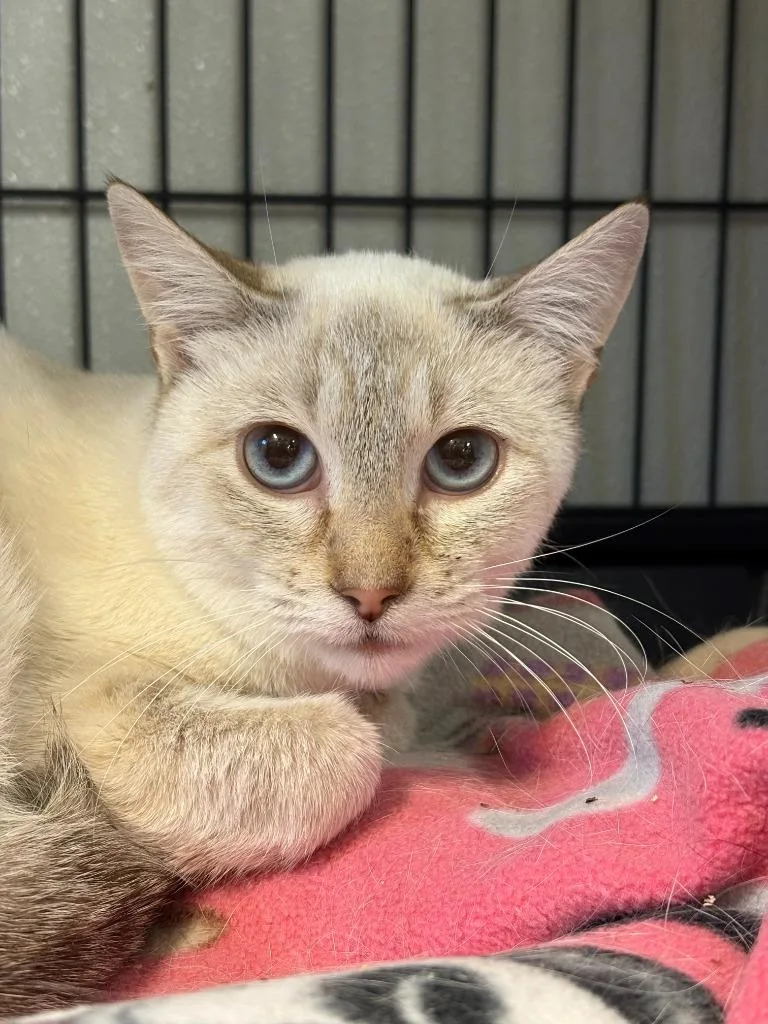 A young medium-sized female Siamese cat named Blair for adoption in Rock Springs, WY