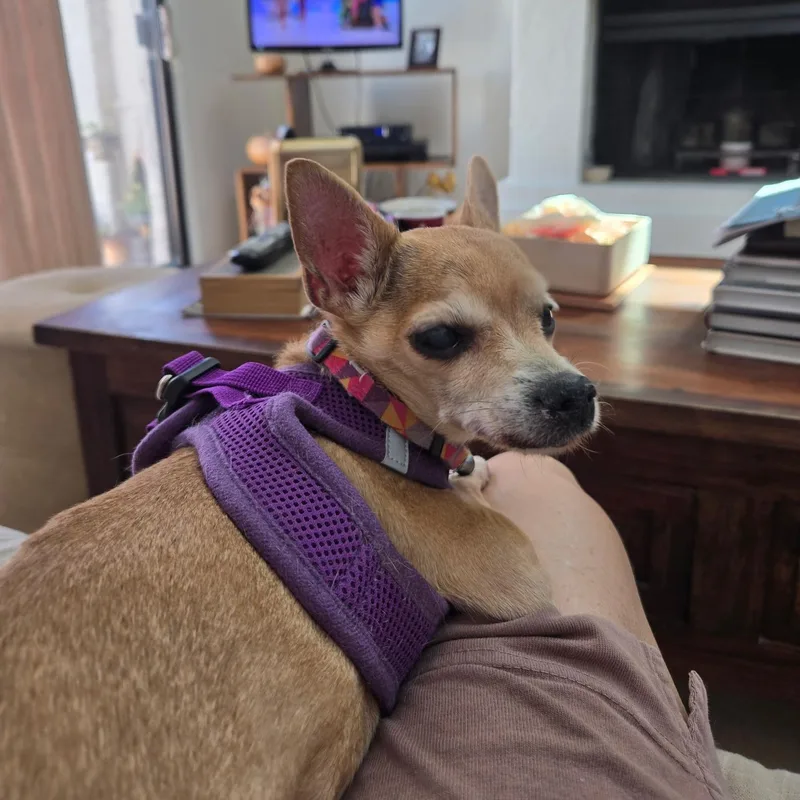 A senior small-sized female Yellow / Tan / Blond / Fawn Chihuahua dog named Baby for adoption in Phoenix, AZ