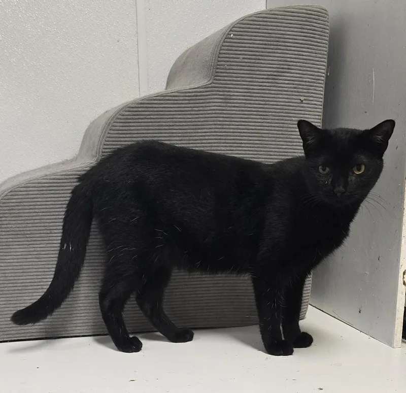 A young medium-sized male Black Domestic Short Hair cat named JoJo for adoption in Pittstown, NJ