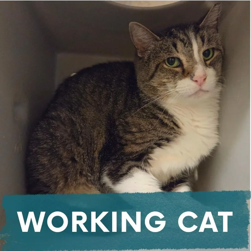 An adult large-sized female Brown / Chocolate Domestic Short Hair cat named Dasher for adoption in Asheville, NC