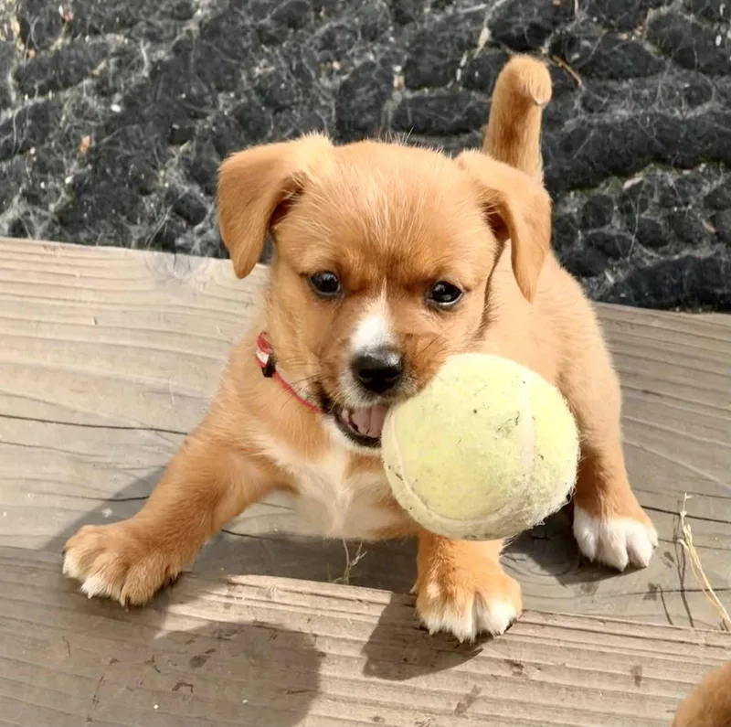 A baby small-sized male Dachshund dog named Schoolyard: Square for adoption in Palo Alto, CA