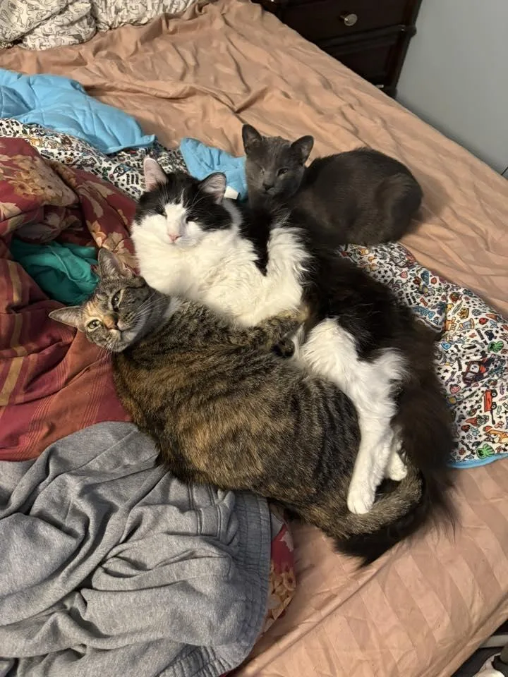 Weerwoof thumbnail 2