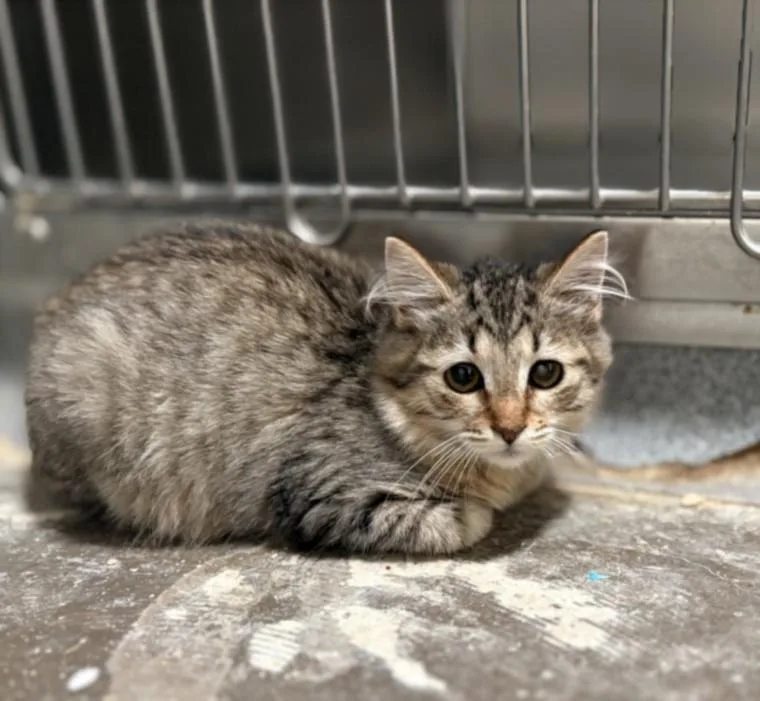 A baby small-sized female Domestic Short Hair cat named Hermit for adoption in Olivehurst, CA