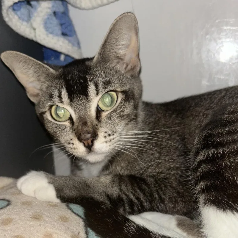 An adult medium-sized female Gray / Blue / Silver Abyssinian cat named Olive for adoption in West Palm Beach, FL